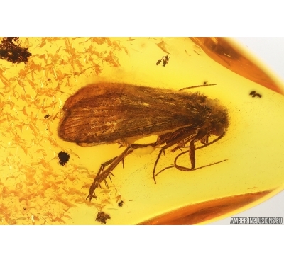 Caddisfly Trichoptera. Fossil insect Baltic amber #15336