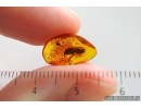 Caddisfly Trichoptera. Fossil insect Baltic amber #15336