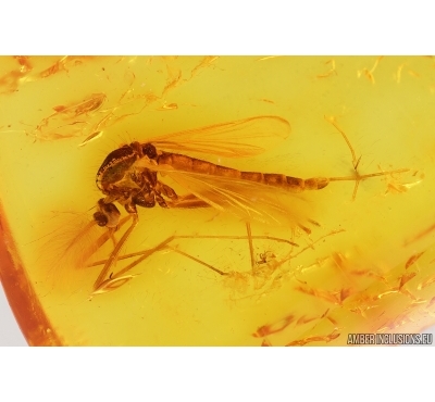 True midge Chironomidae. Fossil insect in Baltic amber #15337