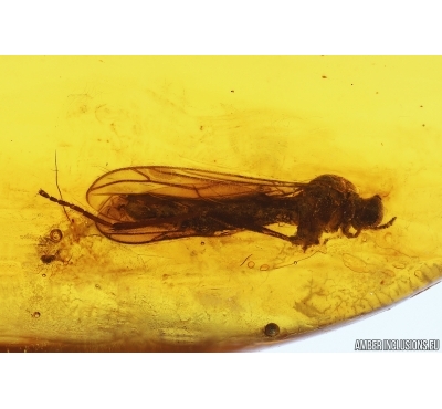 Rare fly probably Axymyiidae. Fossil inclusions in Baltic amber #15338