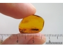 Rare fly probably Axymyiidae. Fossil inclusions in Baltic amber #15338