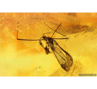 Crane fly Limoniidae. Fossil inclusion Ukrainian Rovno amber #15339R