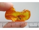 Crane fly Limoniidae. Fossil inclusion Ukrainian Rovno amber #15339R