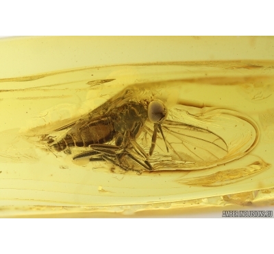 Nice Dance fly Empidoidea. Fossil inclusion in Baltic amber #15340