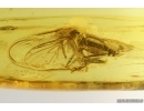 Nice Dance fly Empidoidea. Fossil inclusion in Baltic amber #15340