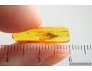 Nice Dance fly Empidoidea. Fossil inclusion in Baltic amber #15340
