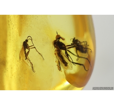 Dance Fly Empididae and More. Fossil inclusiosn Baltic amber #15341
