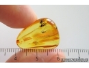 Dance Fly Empididae and More. Fossil inclusiosn Baltic amber #15341