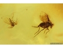 Long-legged fly Dolichopodidae and More. Fossil Inclusions Baltic amber #15342