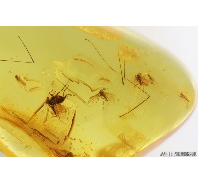 Long-legged fly Dolichopodidae and More. Fossil Inclusions Baltic amber #15342