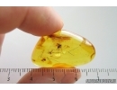 Long-legged fly Dolichopodidae and More. Fossil Inclusions Baltic amber #15342