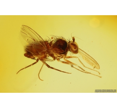 Long-legged fly Dolichopodidae. Fossil insect Ukrainian Rovno amber #15343R
