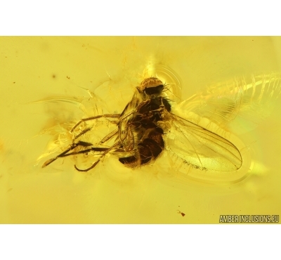 Long-legged fly Dolichopodidae. Fossil insect Ukrainian Rovno amber #15344R