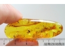 Long-legged fly Dolichopodidae. Fossil insect Ukrainian Rovno amber #15344R