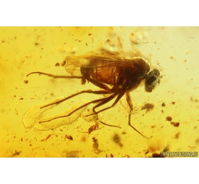 Long-legged fly Dolichopodidae. Fossil insect Ukrainian Rovno amber #15345R