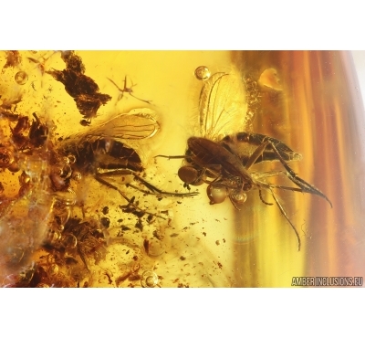 Two Long-legged flies Dolichopodidae and Beetle. Fossil insects Ukrainian Rovno amber #15346R
