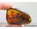 Two Long-legged flies Dolichopodidae and Beetle. Fossil insects Ukrainian Rovno amber #15346R
