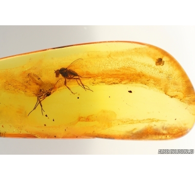 Two Long-legged flies Dolichopodidae and Mite Acari. Fossil insects Ukrainian Rovno amber #15347R