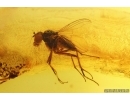 Two Long-legged flies Dolichopodidae and Mite Acari. Fossil insects Ukrainian Rovno amber #15347R