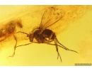 Two Long-legged flies Dolichopodidae and Mite Acari. Fossil insects Ukrainian Rovno amber #15347R