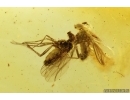 Two Long-legged flies Dolichopodidae. Fossil insects Ukrainian Rovno amber #15348R