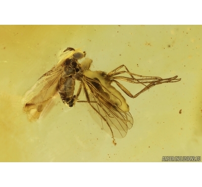Two Long-legged flies Dolichopodidae. Fossil insects Ukrainian Rovno amber #15348R