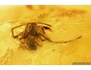 Long-legged fly Dolichopodidae, Spider, Wasp and More. Fossil Inclusions Baltic amber #15349