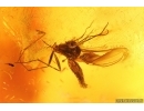 Long-legged fly Dolichopodidae, Spider, Wasp and More. Fossil Inclusions Baltic amber #15349