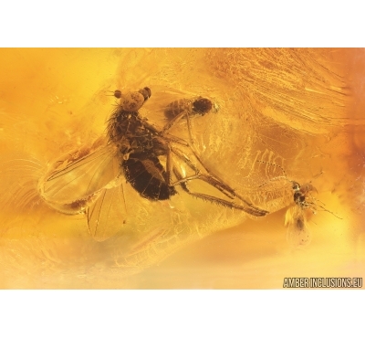 Long-legged fly Dolichopodidae, Spider, Wasp and More. Fossil Inclusions Baltic amber #15349