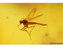 Long-legged fly Dolichopodidae, Spider, Wasp and More. Fossil Inclusions Baltic amber #15349