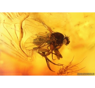 Scuttle Fly Phoridae and Dark-Winged fungus gnat Sciaridae. Fossil insects Ukrainian Rovno amber #15350R