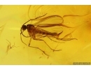 Scuttle Fly Phoridae and Dark-Winged fungus gnat Sciaridae. Fossil insects Ukrainian Rovno amber #15350R