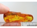 Scuttle Fly Phoridae and Dark-Winged fungus gnat Sciaridae. Fossil insects Ukrainian Rovno amber #15350R
