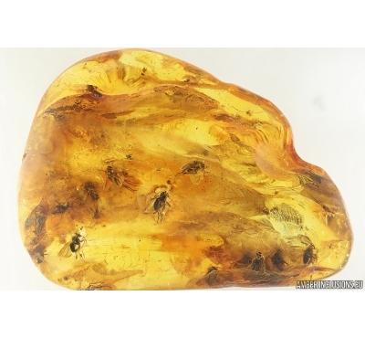 Swarm of Long-legged flies Dolichopodidae. Fossil insects Ukrainian Rovno amber #15351R