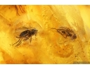 Swarm of Long-legged flies Dolichopodidae. Fossil insects Ukrainian Rovno amber #15351R