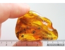Swarm of Long-legged flies Dolichopodidae. Fossil insects Ukrainian Rovno amber #15351R