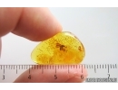 Nice Dance fly Empididae. Fossil insect in Ukrainian Rovno amber #15354R