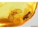 Long-legged fly Dolichopodidae. and Moth fly Psychodidae. Fossil inclusions in Baltic amber #15355