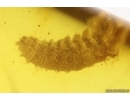 Rare dipretas Pupa. Fossil inclusion in Baltic amber #15356