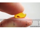 Rare dipretas Pupa. Fossil inclusion in Baltic amber #15356