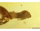 Rare dipterans Pupa. Fossil insect in Ukrainian Rovno amber #15357R