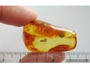 Rare dipterans Pupa. Fossil insect in Ukrainian Rovno amber #15357R