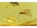 Crane fly Limoniidae. Fossil inclusion Ukrainian Rovno amber #15362R