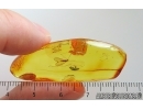 Crane fly Limoniidae. Fossil inclusion Ukrainian Rovno amber #15362R