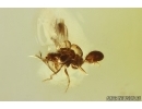 Rare scene! Phoresy Long-legged fly Dolichopodidae with Mite Acari! Fossil insect Ukrainian Rovno amber #15363R