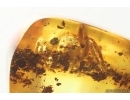 Jumping Spider Salticidae. Fossil inclusion in Baltic amber #15364