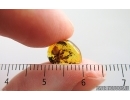 Jumping Spider Salticidae. Fossil inclusion in Baltic amber #15364