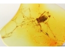 Plant in spider Web. Fossil inclusions Baltic amber #15367