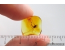 Plant in spider Web. Fossil inclusions Baltic amber #15367
