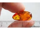 Spider Araneae. Fossil inclusion in Baltic amber #15366